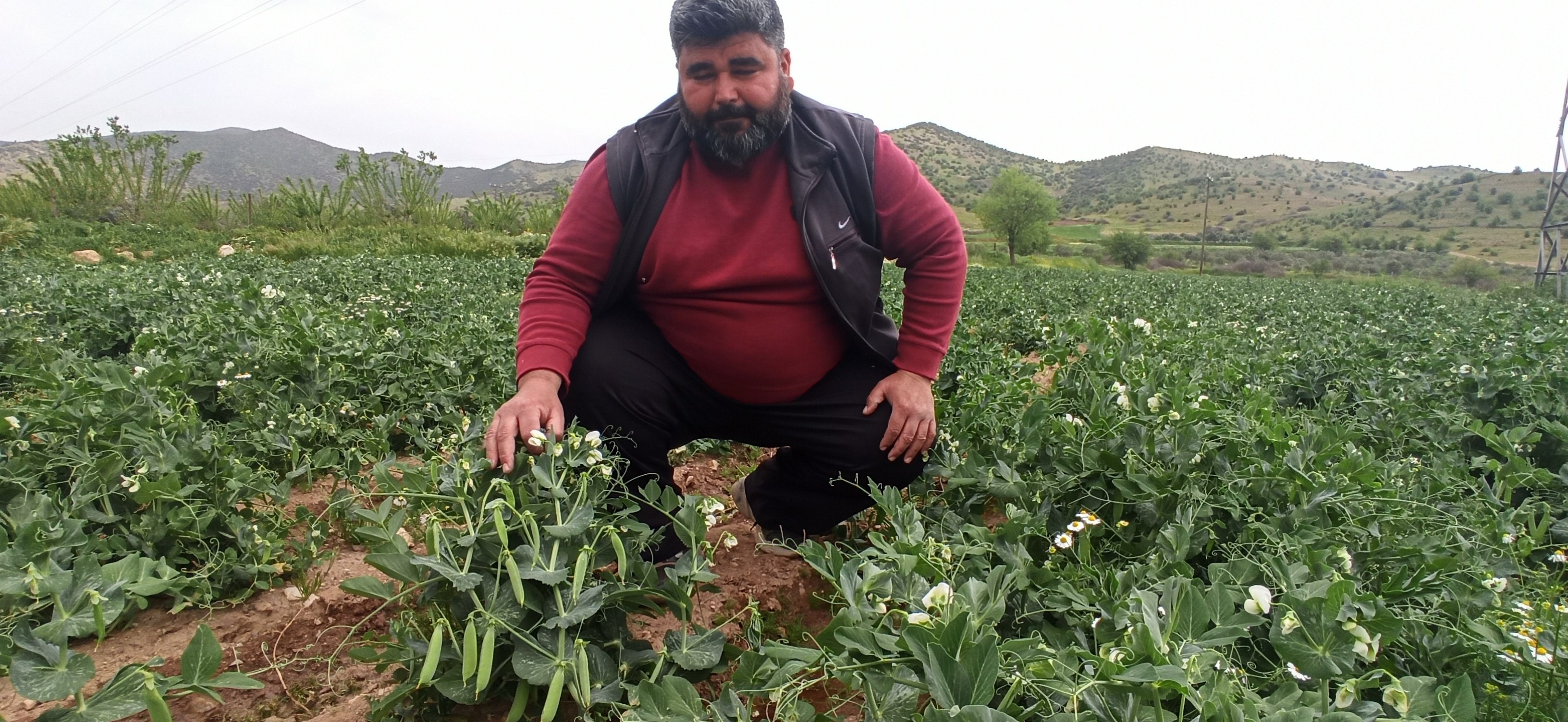 BEZELYE BİR HAFTAYA KADAR PAZARDA
