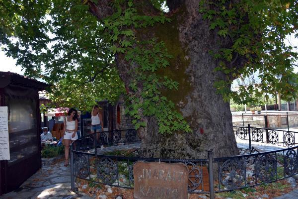 Tarihi çınar ağacı, mahalle ekonomisine katkı sağlıyor
