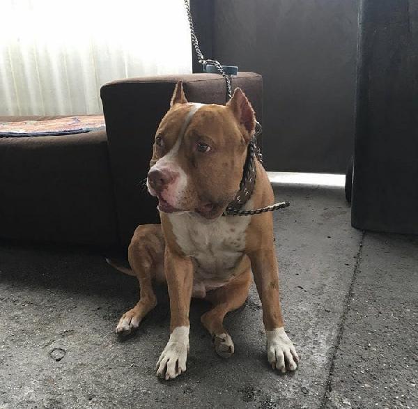 2 Köpeğe ve sahibine bıçaklı saldırı