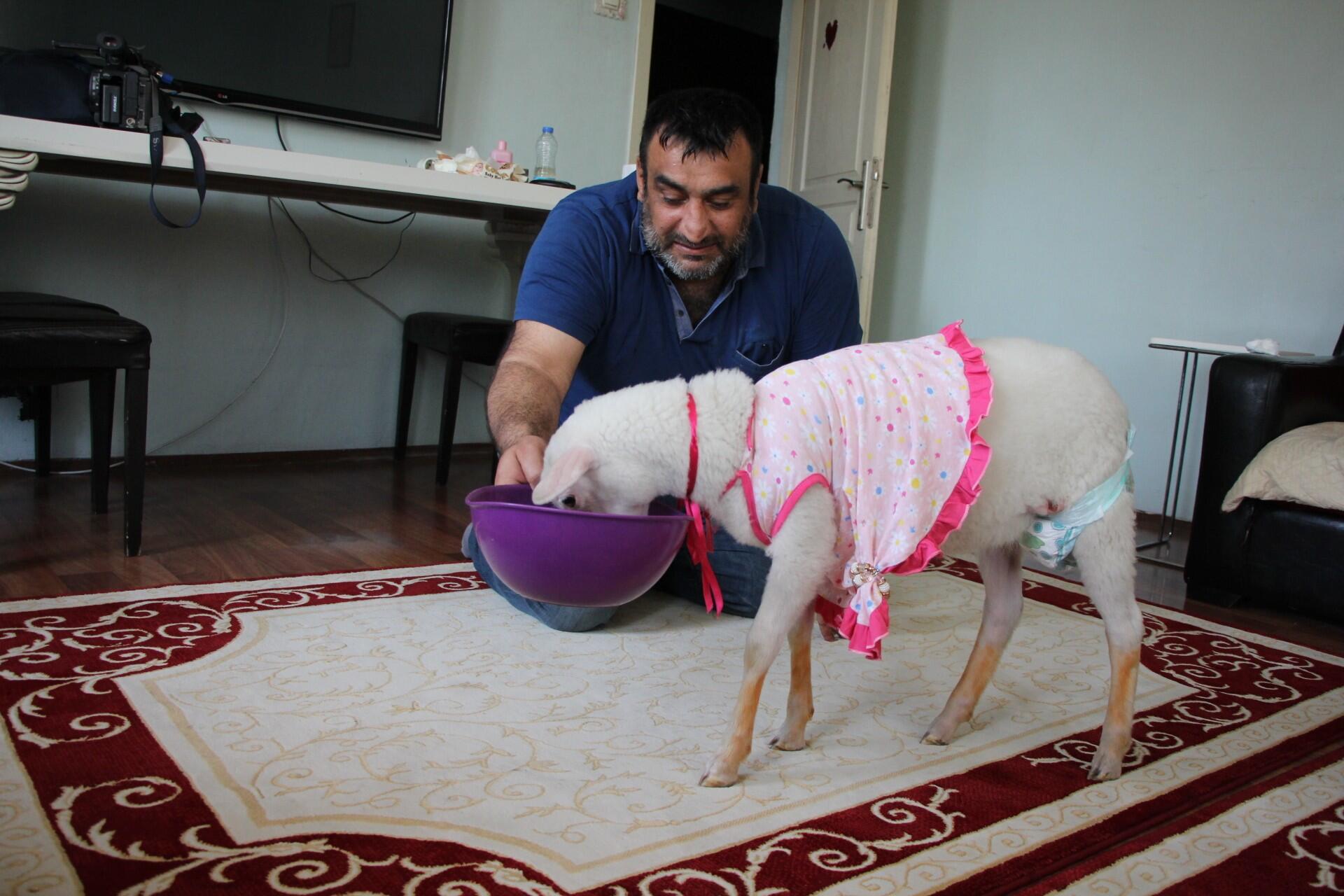 Kurbanlık olarak aldıkları kuzu çocukları oldu