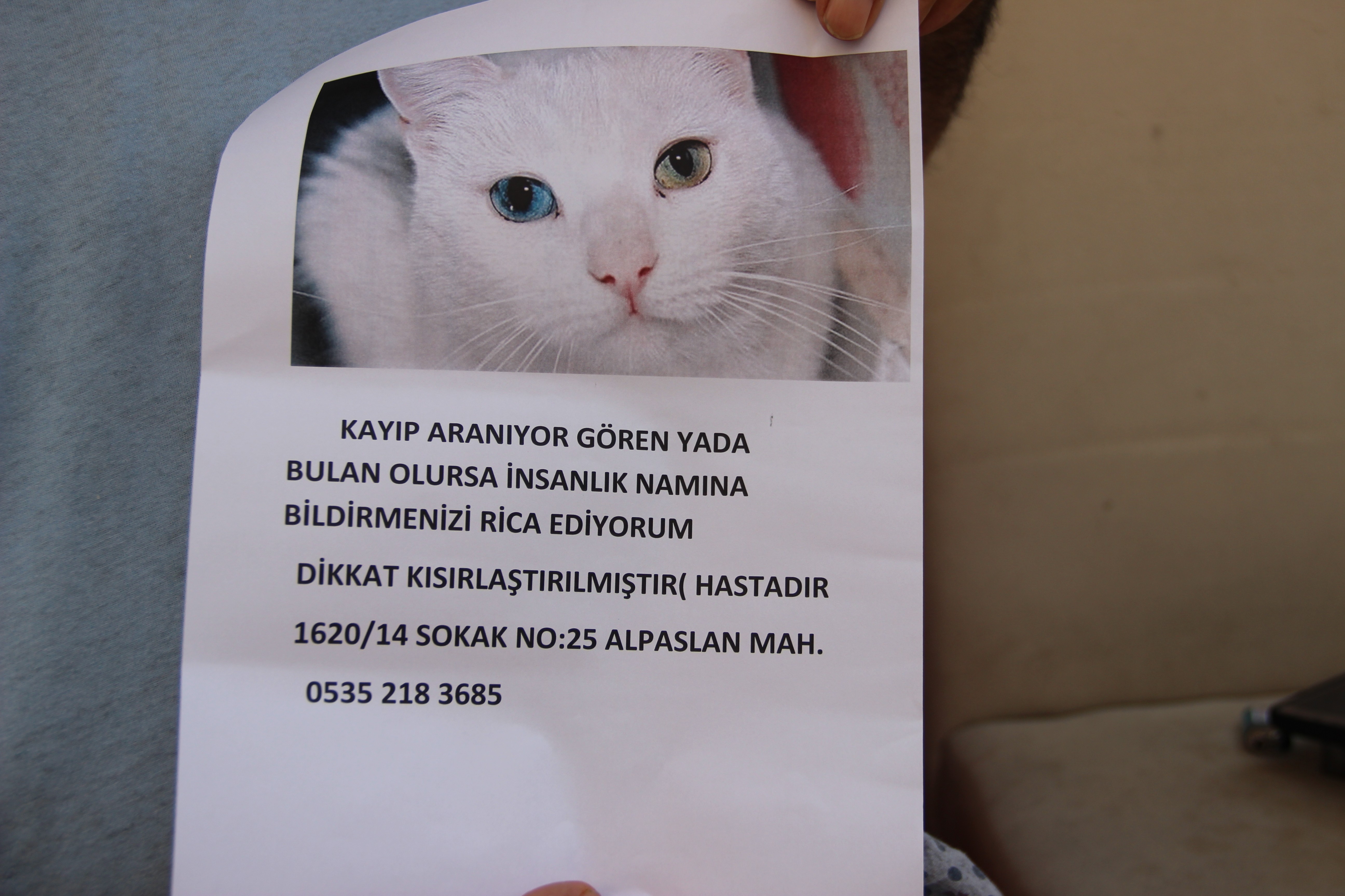 Kedisini bulana ödül verecek !