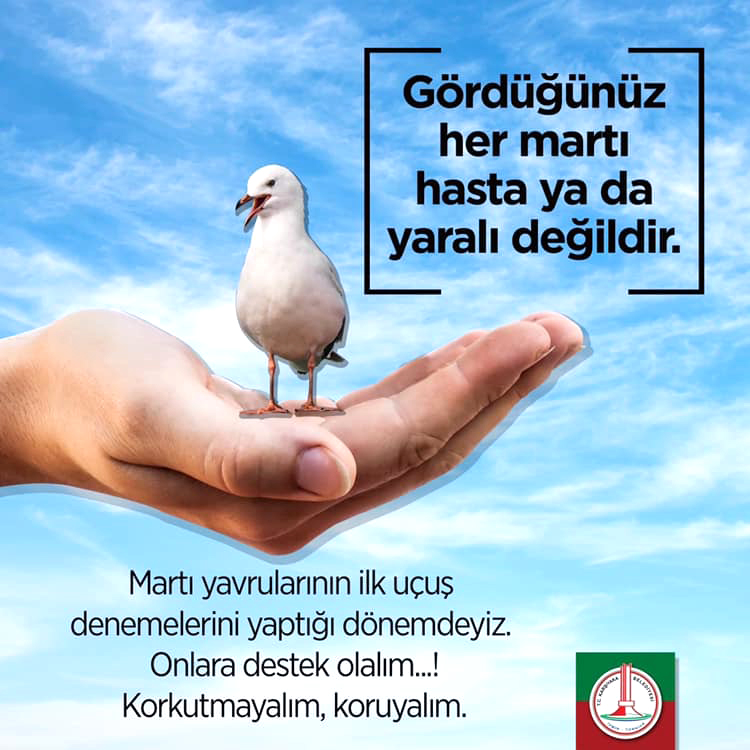 KARŞIYAKA’DA ‘YAVRU MARTI’ SEFERBERLİĞİ