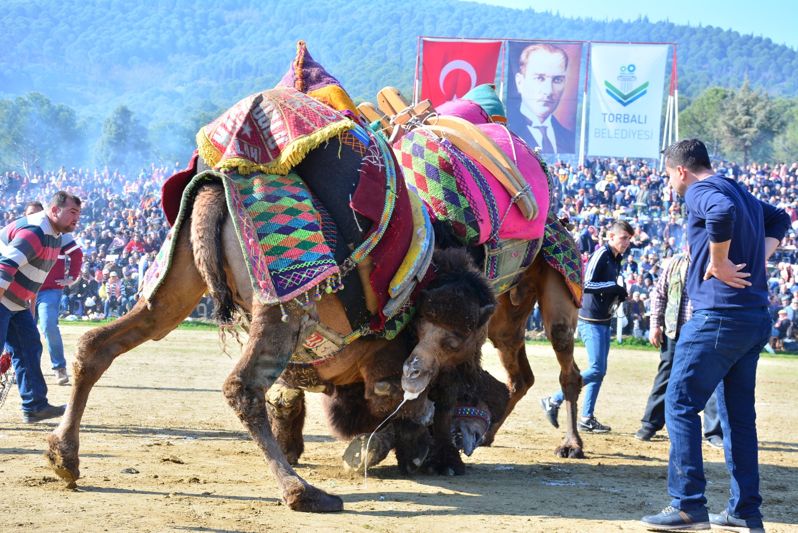 TORBALI'DA DEVE GÜREŞİ