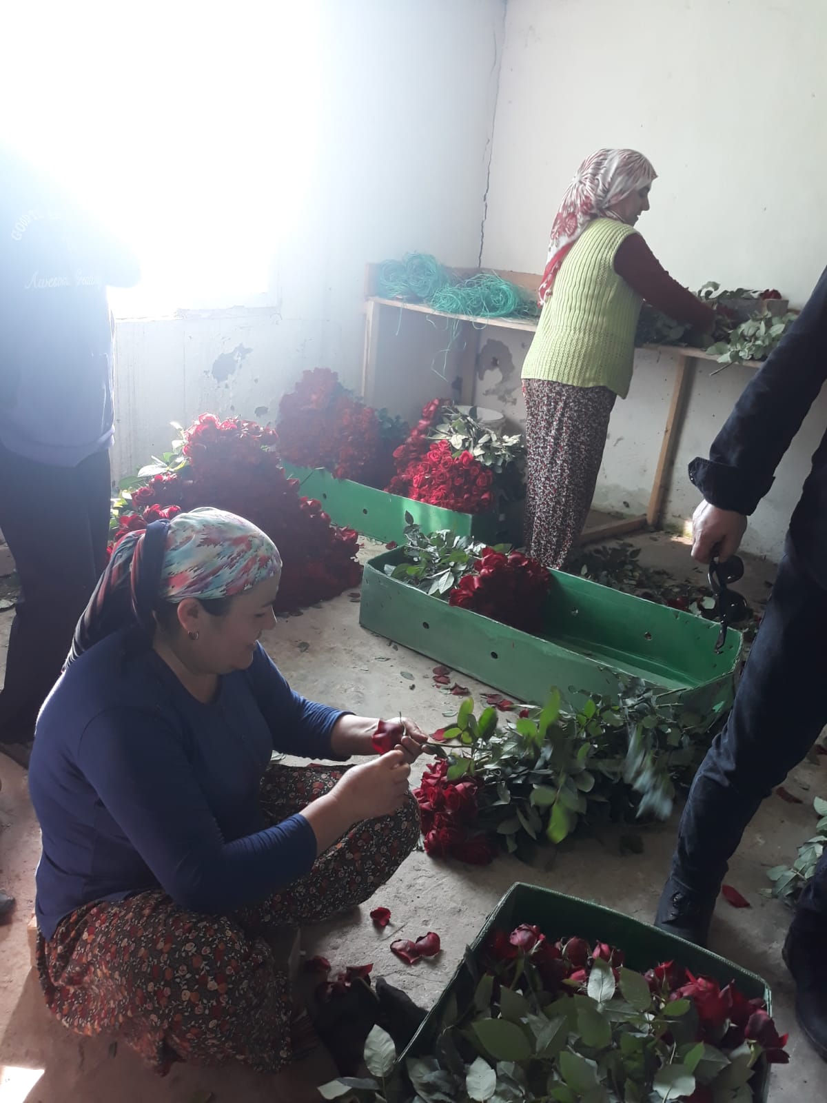 MENDERES'TEKİ ÇİÇEK ÜRETİCİLERİ İSYAN ETTİ