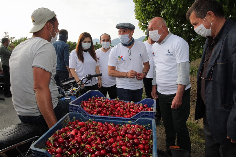 TUNÇ SOYER, KİRAZ HASADINI BAŞLATTI
