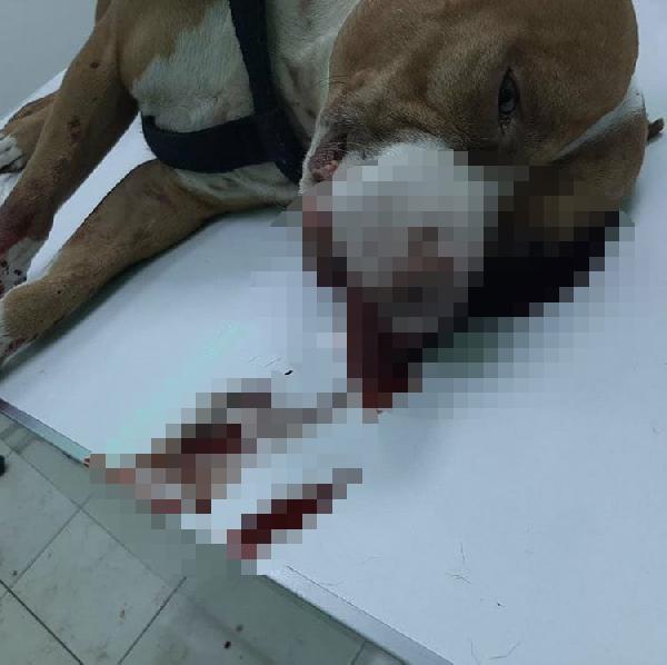 2 Köpeğe ve sahibine bıçaklı saldırı