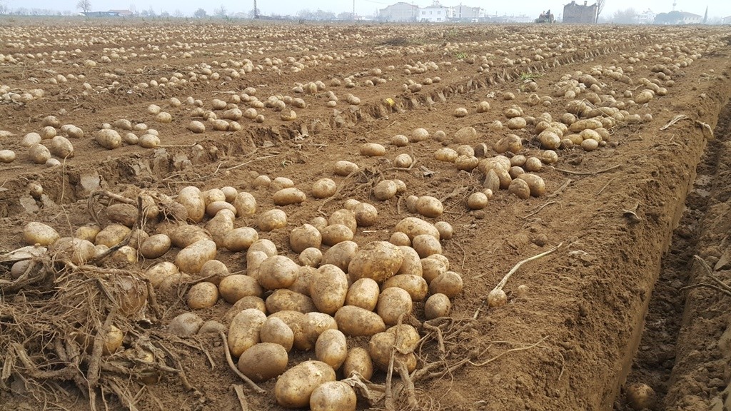 PATATES ÜRETİCİSİ UMUTLU