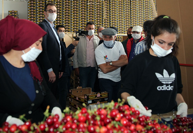 TUNÇ SOYER, KİRAZ HASADINI BAŞLATTI