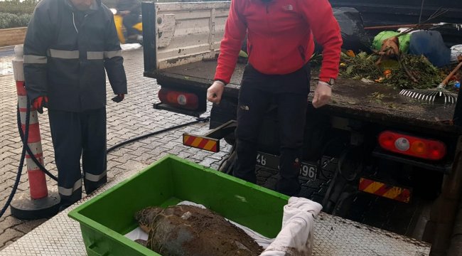 Karaya vuran yaralı caretta carettayı belediye işçileri buldu