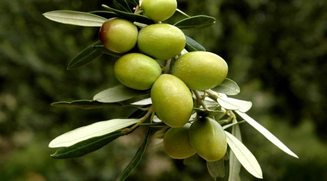 Venezuela, İtalya ve Yunanistan Türk zeytinini keşfetti