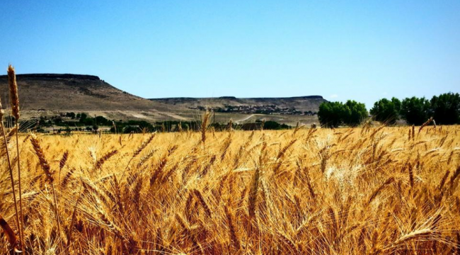Çiftçilere destek ödemesi başladı
