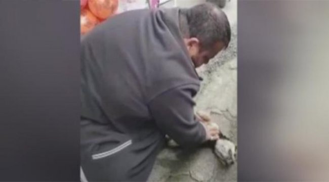 Yer: Rize... Köpeği masaj ve suni solunumla hayata döndürdü