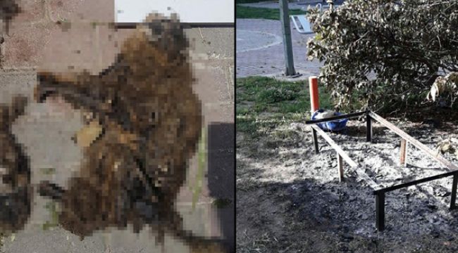 BAŞKAN TUGAY'DAN KEDİ VAHŞETİNE SERT TEPKİ
