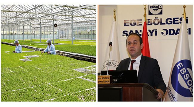 DİKİLİ TARIMLA HAYAT BULUYOR