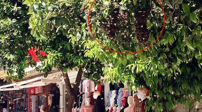 Kuşadası'nda korkutan görüntü! Kimse yaklaştırılmadı...