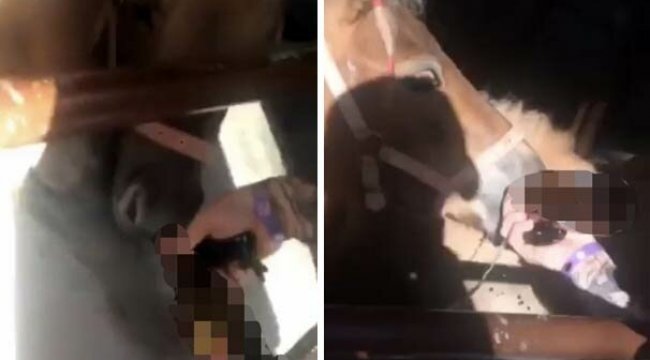 Parkta akılalmaz görüntüler! Ata işkence yapıp...