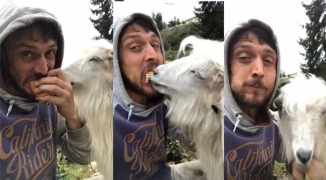 Rizeli gencin keçi ile ekmek kavgası sosyal medyada ilgi çekti
