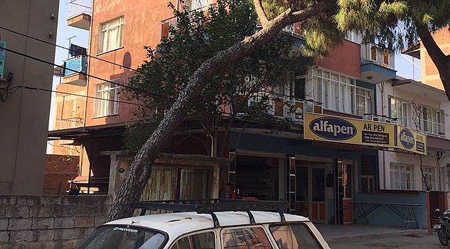 TEHLİKE ARZ EDEN  AĞAÇLAR İÇİN ÖNLEM ALINIYOR