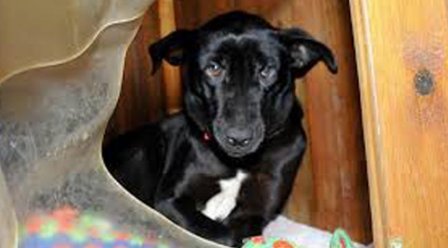 Yine vahşet' Sütten kesilen köpeğin 8 yavrusu telef oldu