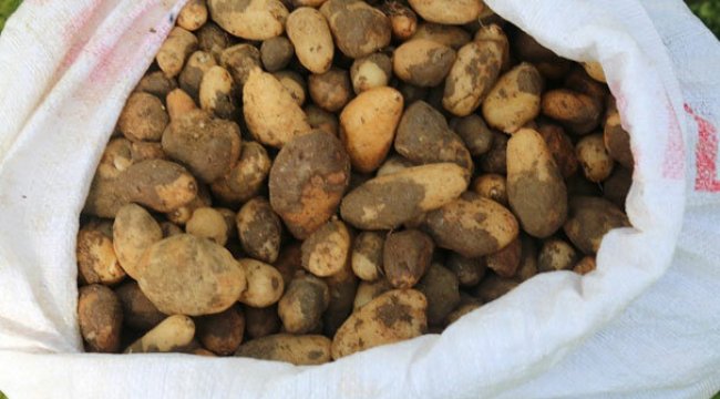 25 kilo salep soğanı kaçıranlara 300 bin TL ceza kesildi