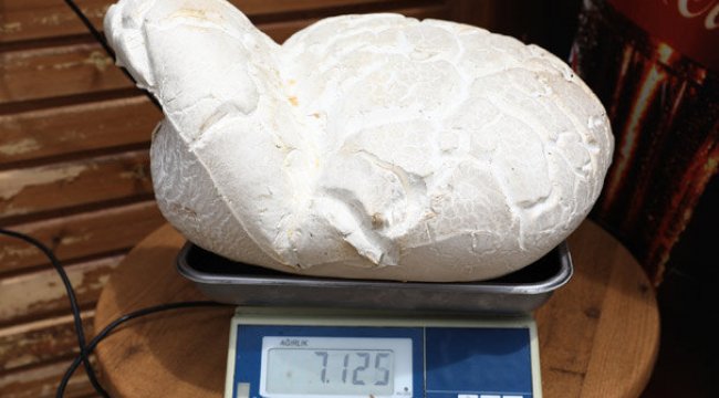 7 kiloluk dev mantar şans eseri bulundu