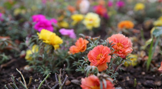 Buca Çiçek Bahçesine Dönecek