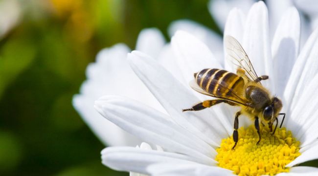 Bugün "Dünya Arı Günü"