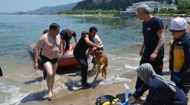 Denize giren köpeği için canından oluyordu!