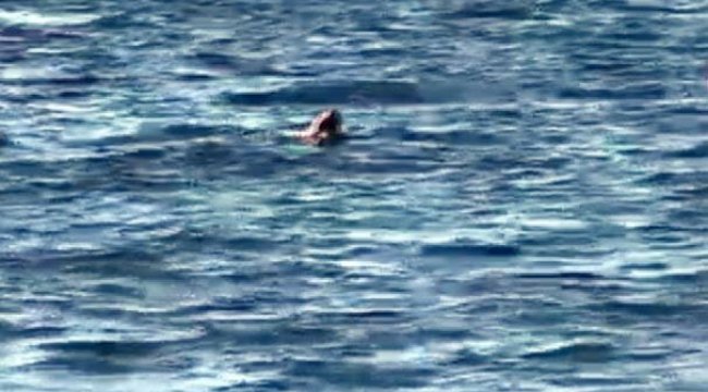Ege'de fıkra gibi olay! Rus turistler görünce hemen haber verdiler...
