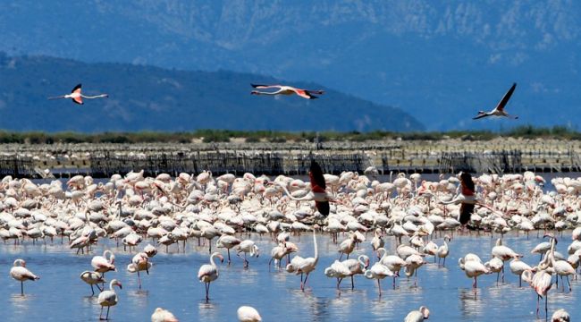 İZMİR KUŞ CENNETİ'NDE 20 BİN FLAMİNGO KULUÇKAYA YATTI