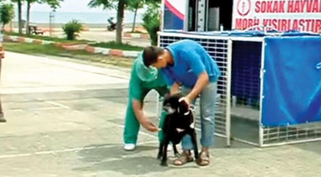 Köpekleri ‘Kısırlaştırıyoruz’ kisvesi altında öldürüyorlarmış