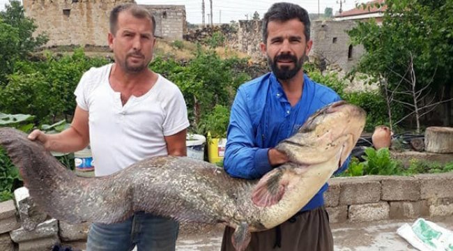 Bbalıkçılar tam 2 metre boyunda yayın balığı tuttu.