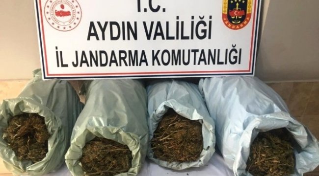 İZMİR'DEN GELİP AYDIN'A KENEVİR ETKİLER