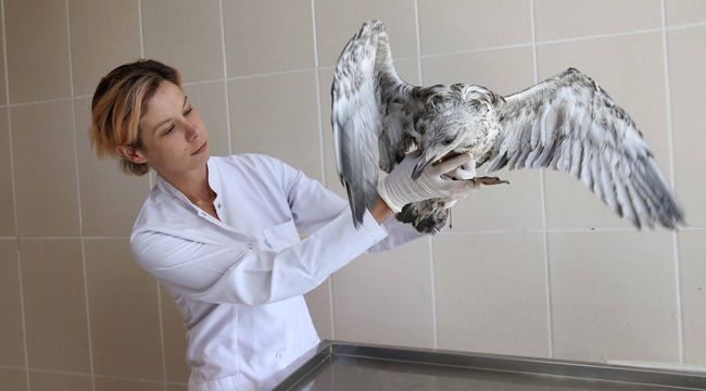 KARŞIYAKA’DA ‘YAVRU MARTI’ SEFERBERLİĞİ