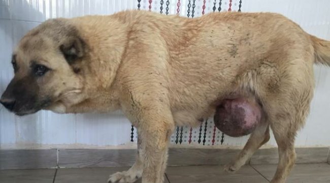 Köpeğin karnından tam 5kilo tümör çıktı