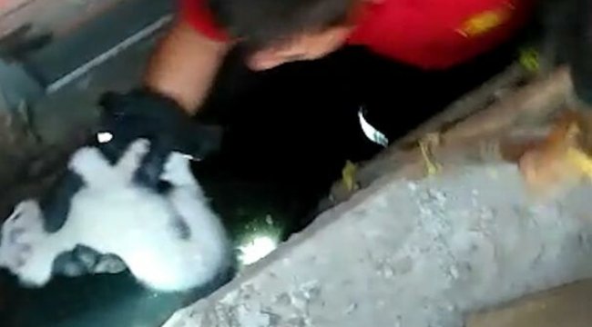 Yavru kediyi itfaiye kurtardı