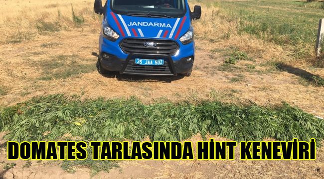 Domates tarlasına Hint keneviri ekmişler