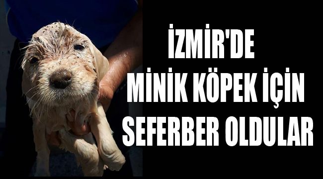İZMİR'DE MİNİK KÖPEK İÇİN SEFERBER OLDULAR
