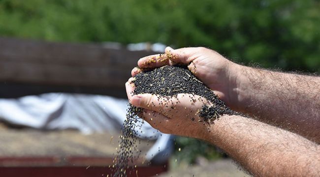 Kanola hasadı çiftçinn yüzünü başlandı