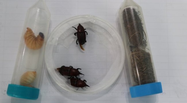 Palmiye kırmızı böceği ile mücadele değerlendirme toplantısı yapıldı