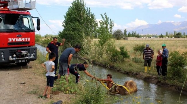 Sulama kanalına düşen büyükbaş hayvanı itfaiye ekipleri kurtardı