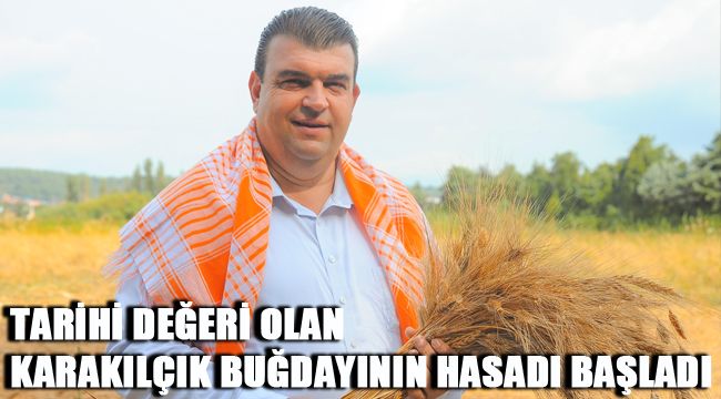 TARİHİ DEĞERİ OLAN KARAKILÇIK BUĞDAYININ HASADI BAŞLADI
