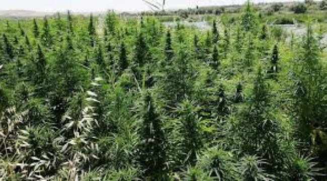 420 bin 100 kök Hint keneviri ele geçirildi.