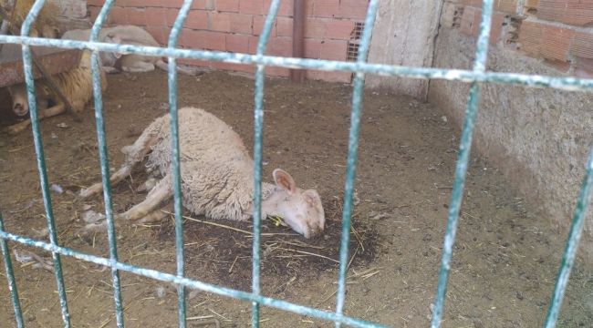 BERGAMA'DA KÜÇÜKBAŞ HAYVANLARDA VEBA PANİĞİ