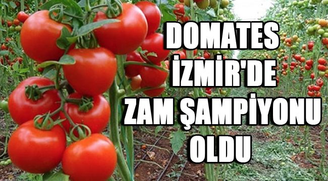 DOMATES İZMİR'DE ZAM ŞAMPİYONU OLDU