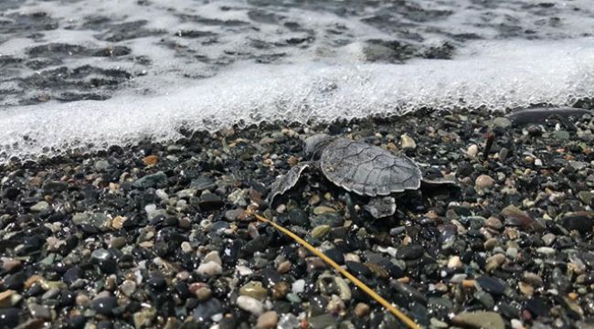 Hatay'da 60 deniz kaplumbağası yavrusu deniz ile buluştu