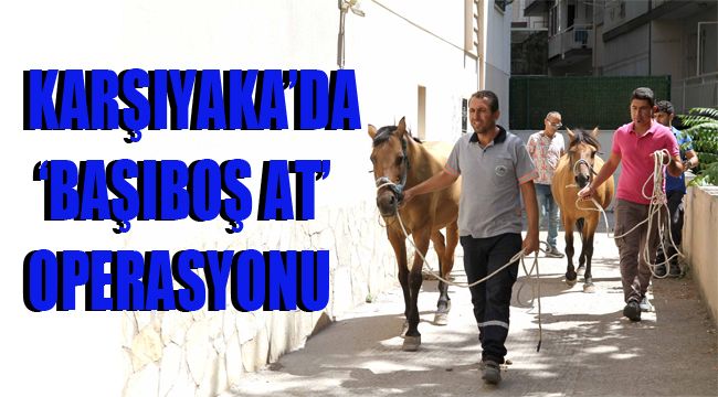 KARŞIYAKA'DA 'BAŞIBOŞ AT' OPERASYONU