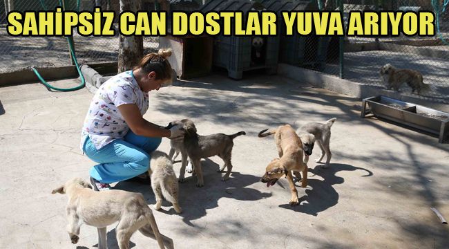 SAHİPSİZ CAN DOSTLAR YUVA ARIYOR