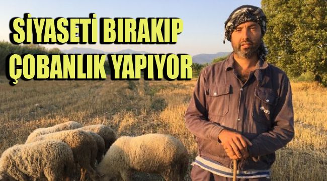 SİYASETİ BIRAKIP ÇOBANLIK YAPIYOR