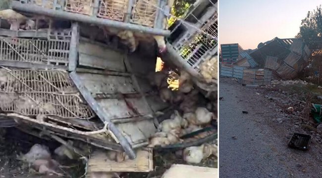 Tavuk yüklü tır devrildi , çarptığı evde uyuyan iki çocuk yaralandı